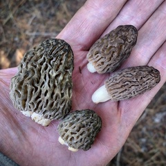 Morchella brunnea