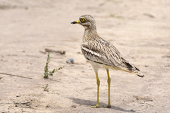 Burhinus oedicnemus harterti