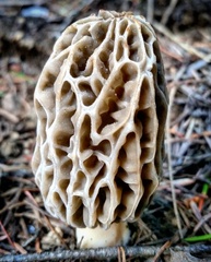 Morchella tridentina