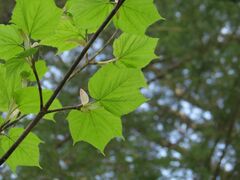 Acer tegmentosum