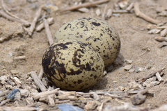 Burhinus oedicnemus harterti