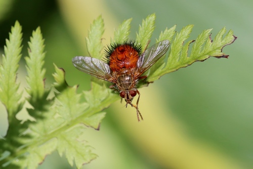 Hystricia abrupta