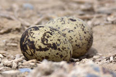 Burhinus oedicnemus harterti