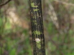 Acer tegmentosum