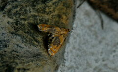 Nymphicula