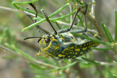 Julodis variolaris