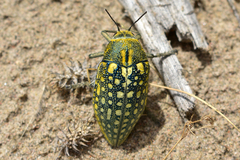 Julodis variolaris