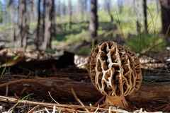 Morchella tridentina