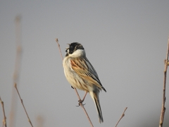 Emberiza schoeniclus