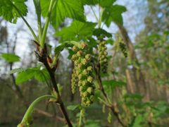 Ribes mandshuricum