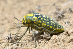Julodis variolaris