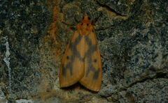 Miltochrista chromatica