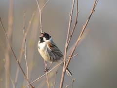 Emberiza schoeniclus