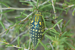 Julodis variolaris