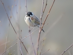 Emberiza schoeniclus