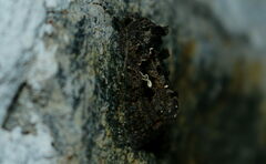 Ctenoplusia furcifera