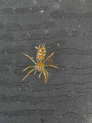 Cosmophasis bitaeniata