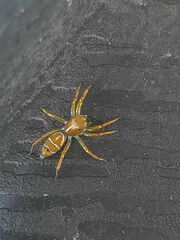 Cosmophasis bitaeniata