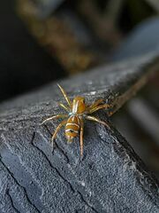 Cosmophasis bitaeniata