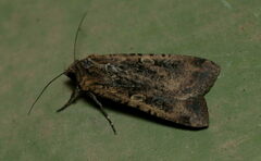 Xestia pseudaccipiter