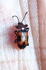 Ancylopus pictus
