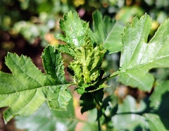 Dasineura crataegi