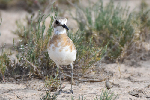 Greater Sand Plover