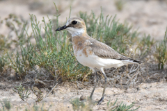 Charadrius leschenaultii scythicus