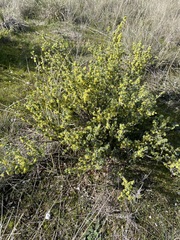 Pimelea spinescens