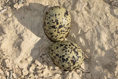 Charadrius leschenaultii scythicus