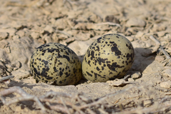 Charadrius leschenaultii scythicus