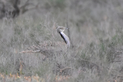 Chlamydotis macqueenii