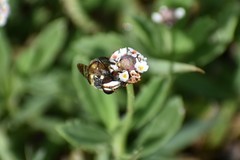 Copestylum tamaulipanum