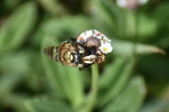 Copestylum tamaulipanum