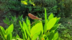 Calopteryx splendens