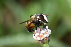 Copestylum tamaulipanum