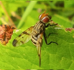 Otites formosa