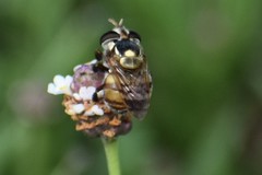 Copestylum tamaulipanum