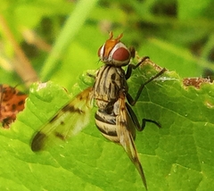 Otites formosa