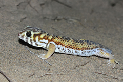 Teratoscincus scincus
