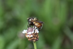 Copestylum tamaulipanum