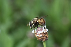 Copestylum tamaulipanum