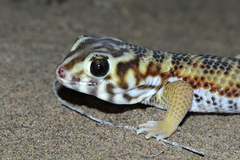 Teratoscincus scincus