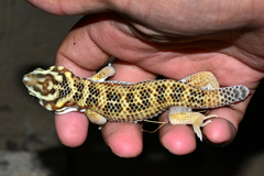 Teratoscincus scincus