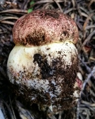Butyriboletus abieticola