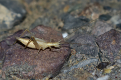 Oecanthus turanicus