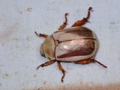 Mimela insularis