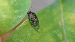 Hemiptera
