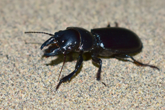 Scarites bucida