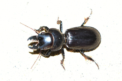 Scarites bucida